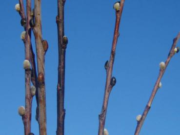 Trieb von Salix irrorata mit schwarzen Knospenschuppen