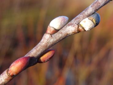 Knospen von der Perückenweide