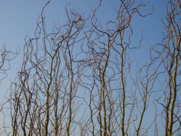 Salix matsudana Tortuosa