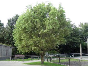 Salix matsudana Tortuosa