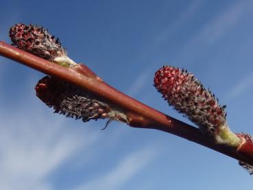 Die Kätzchen der Salix miyabeana - Honshu-Weide