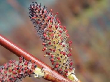 Die Blüte der Salix miyabeana im März