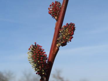 Blühende Salix miyabeana im April