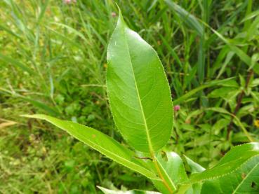 Salix pentandra