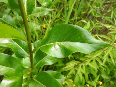 Salix pentandra