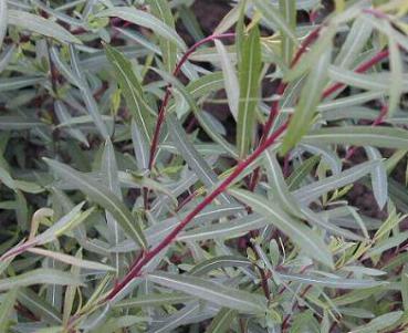 Dvärgrödvide - Salix purpurea Nana