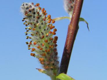 Salix pyrifolia in Blüte