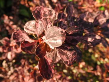 Berberis thunbergii Rose Glow, Aufnahme aus dem September