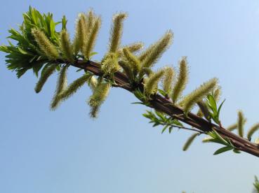 Salix Sekka mit voll aufgeblühten männlichen Kätzchen
