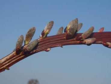 Salix sachalinensis Sekka in nachwinterlicher Blüte