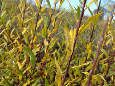 Gelbes Herbstlaub bei Salix sitchensis, aufgenommen im November