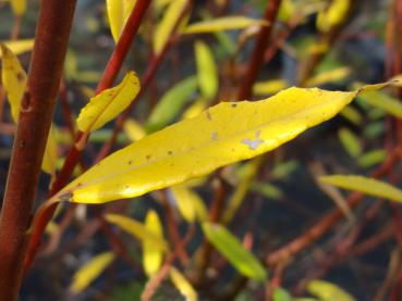 Salix sitchensis mit gelber Herbstfärbung