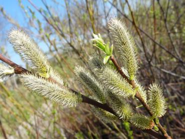 Kätzchen der Sitka-Weide im April