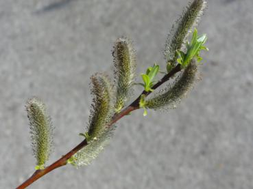 Sitka-Weide - Blütenkätzchen