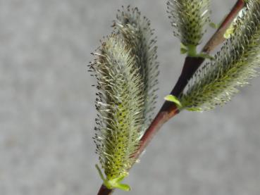 Die Blüten der Sitka-Weide sind auch bei Bienen beliebt.