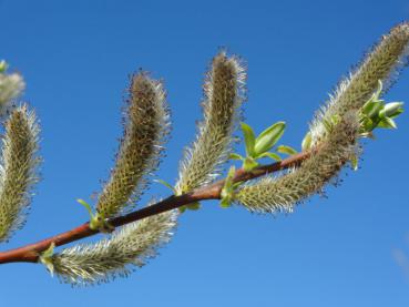 Die männlichen Blüten der Sitkaweide sind bis zu 5 cm lang.