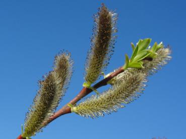 Reiche Blüte der Sitka-Weide