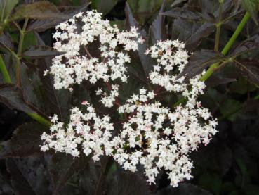 Blüte: Rotblättriger Holunder (Sambucus nigra Purpurea)