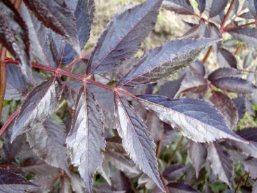 Sommerblatt von Sambucus nigra Purpurea