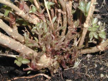 Sambucus nigra Pygmea