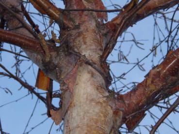 Kopparbjörk, Betula albo-sinensis