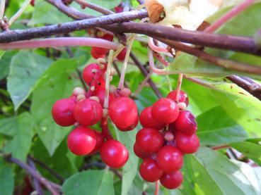 Roter Beerenschmuck der Fünf-Geschmacks-Frucht
