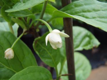 Weiße Blüten des Chinesischen Spaltkölbchens, Fünf-Geschmacks-Frucht