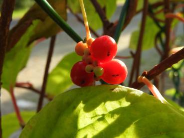 Rote Beeren der Schisandra chinensis