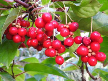 Rote Beeren des Chinesischen Spaltkölbchens