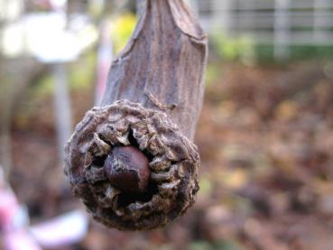 Im Winter gibt die Frucht des Sinocalycanthus sinensis den Samen langsam frei.