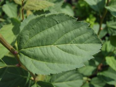 Spiraea chamaedryfolia, kvastspirea, Spiraea flexuosa