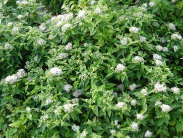 Spiraea japonica Pygmea Alba