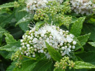 Spiraea japonica Pygmea Alba in Blüte