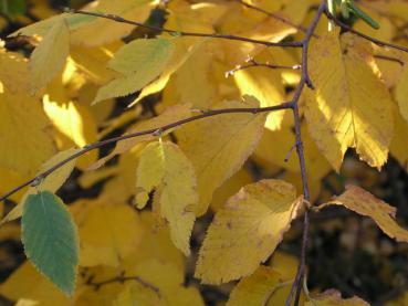 Schönes Herbstlaub von Betula lenta