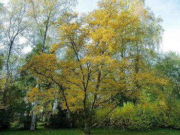 Die Zuckerbirke mit goldgelbem Herbstlaub