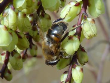 Stachyurus praecox als Bienenweide