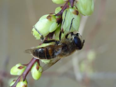 Schweifaehre/Perlschweif als Bienennährgehölz