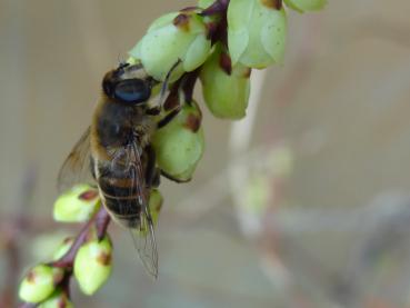 Schweifähre, Perlschweif - Blüte mit Biene