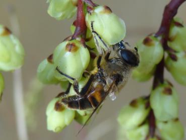 Schweifähre, Perlschweif - eine frühblühende Bienenweide