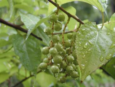 Unreife Beeren der Schweifähre, Perlschweif