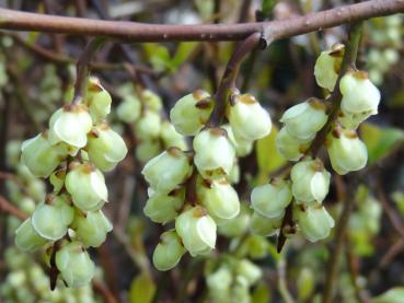 Die weiße Blüte der Stachyurus praecox