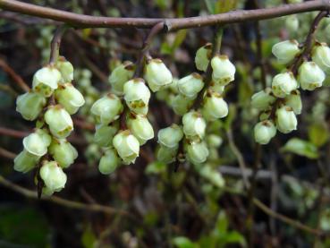 Die Schweifähre (Stachyurus praecox) zeigt kleine weiße Blütendolden.