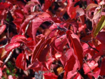 Stachyurus praecox in roter Herbstfärbung