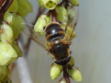 Stachyurus praecox als Bienennährgehölz