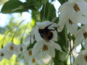Der Schneeglöckchenstrauch kann auch als Bienennährgewächs verwendet werden.