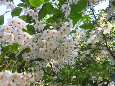 Weißblühender Storaxbaum