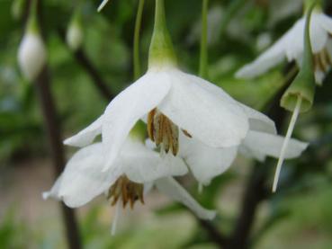 Detailaufnahme der weißen Blüte von Styrax japonica