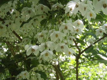 Schneeglöckchenstrauch: Weiße Blütenpracht im Sommer