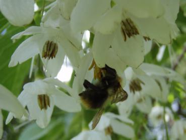 Der Schneeglöckchenstrauch wird gerne als Bienenweide verwendet.