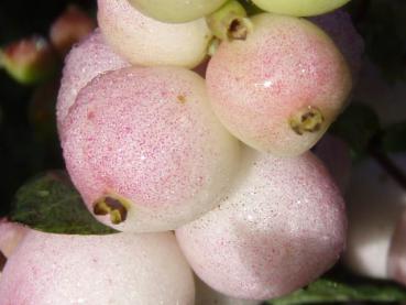 Nahaufnahme der Früchte von Symphoricarpos doorenbosii Taiga